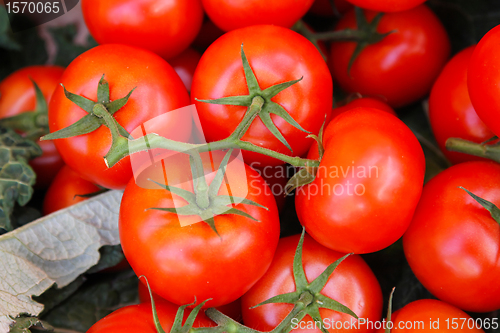 Image of Tomatoes