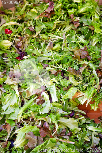 Image of Green salad