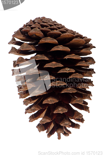 Image of Pine cone 