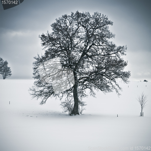 Image of snowy tree