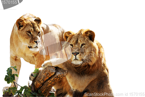 Image of Lion family portrait