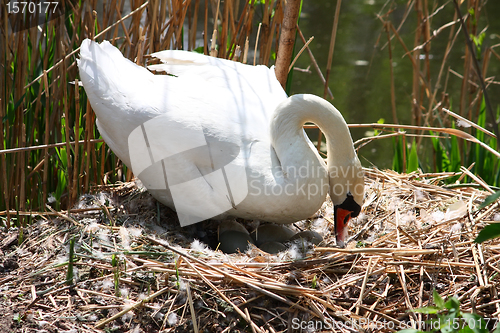 Image of Swan at a nest