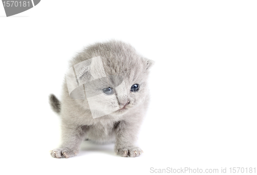 Image of Little kitten