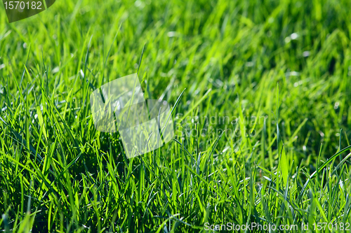 Image of Green grass