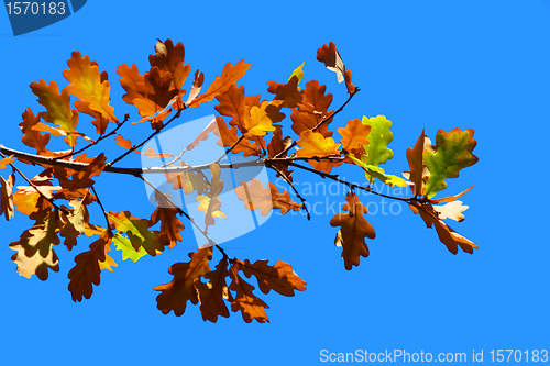 Image of Colored leafs on tree and blue sky background
