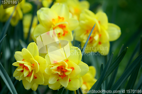 Image of Yellow daffodil flowers