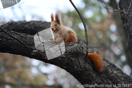 Image of Squirell eats a cookie