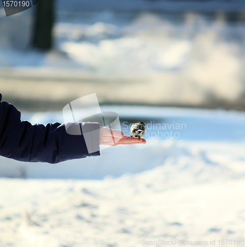 Image of Tomtit on a human's hand