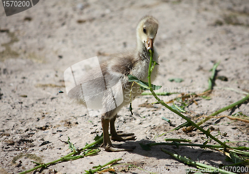 Image of Little ducking
