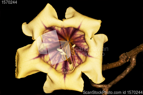 Image of  cup of gold, Solandra nitida
