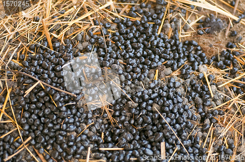 Image of Alpaca manure