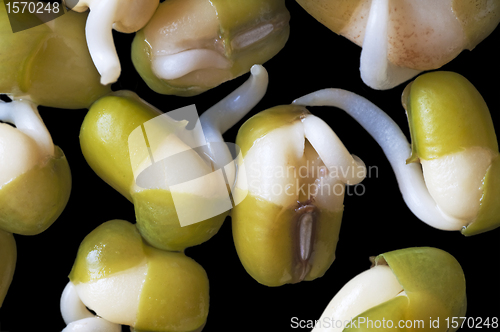 Image of bean sprouts