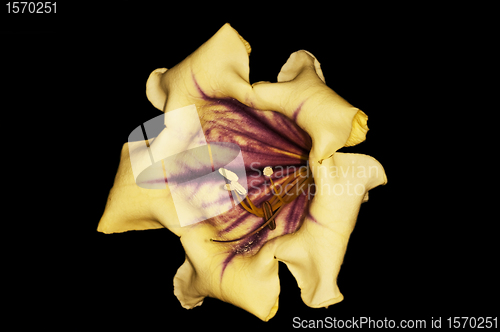 Image of  cup of gold, Solandra nitida