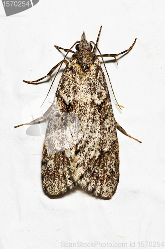 Image of Mediterranean flour moth 