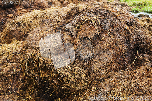 Image of dung hill