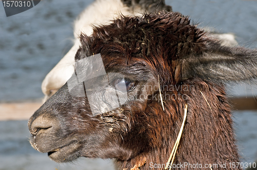 Image of Alpaca, Vicugna pacos 