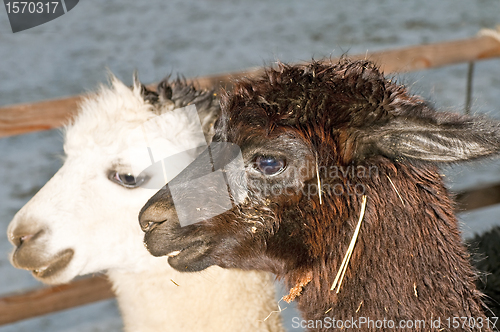 Image of Alpaca, Vicugna pacos