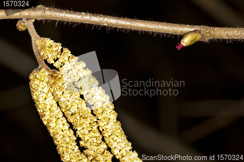 Image of hazelnut, Corylus avellana