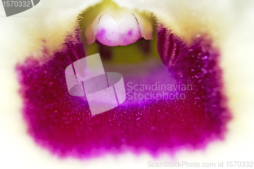 Image of Dendrobium orchid