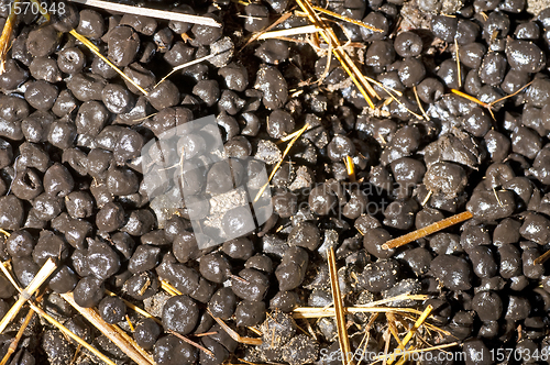 Image of Alpaca manure