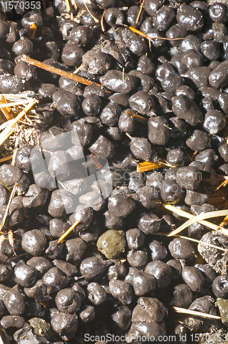 Image of Alpaca manure