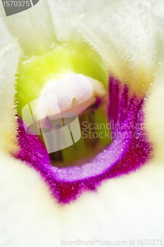 Image of Dendrobium orchid