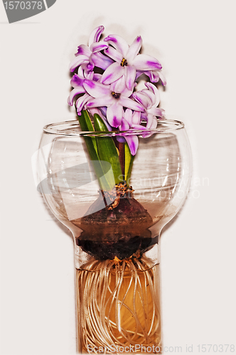 Image of hyacinth
