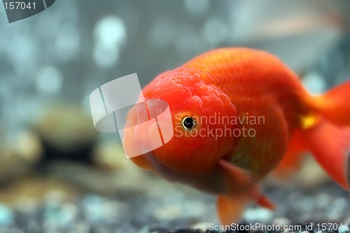 Image of Lion head goldfish