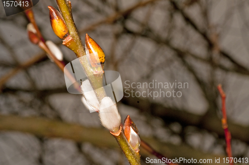 Image of willow blossom