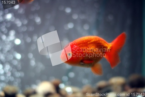 Image of Lion head goldfish