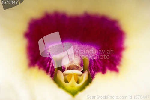 Image of Dendrobium orchid