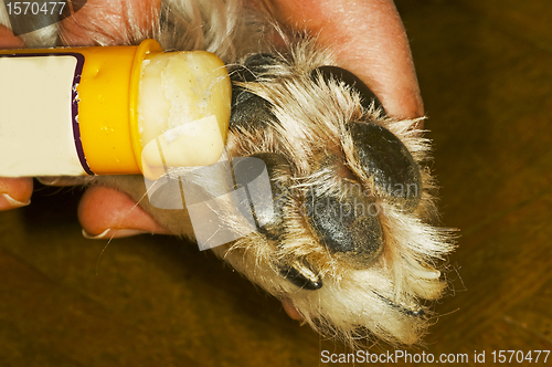 Image of care of a dog paw