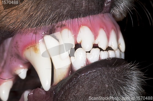 Image of dog teeth