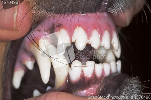 Image of dog teeth