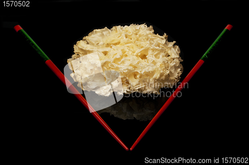 Image of bearded tooth mushroom