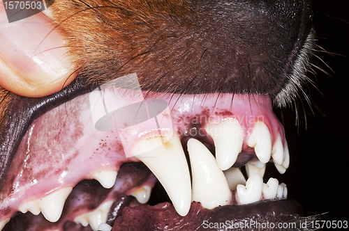 Image of dog teeth