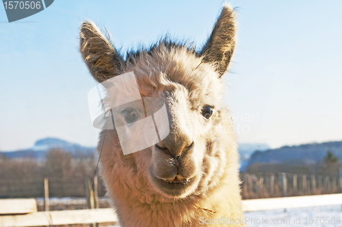 Image of Alpaca, Vicugna pacos 