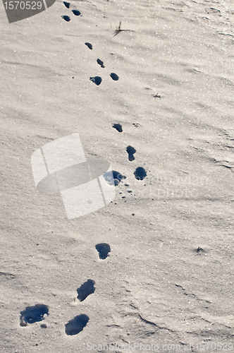 Image of rabbit track in snow