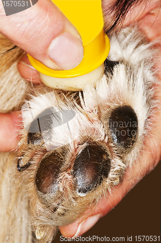 Image of care of a dog paw