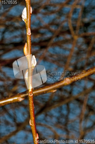 Image of willow blossom