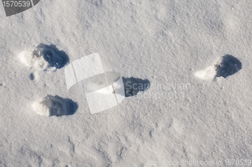 Image of rabbit track in snow