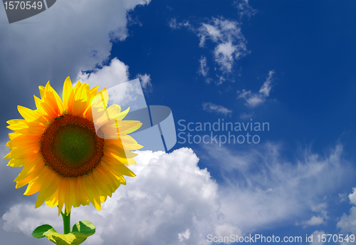Image of Sunflower in corner