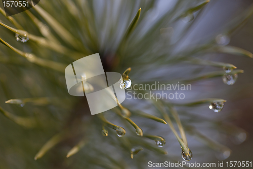 Image of Water drop on pine-needle