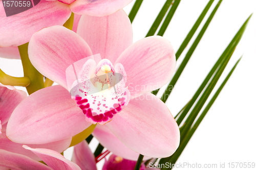 Image of Pink Orchid