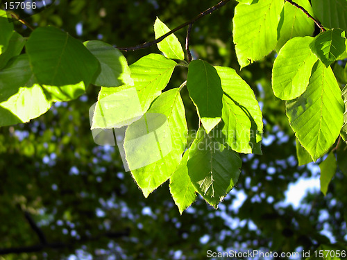 Image of Green leaves