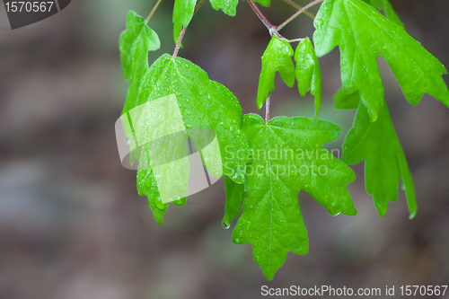 Image of Spring leaves with water drops