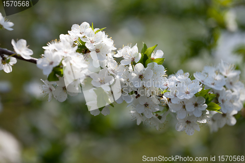 Image of Spring flowers of cherry tree