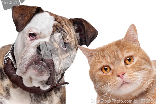 Image of Dog and Cat