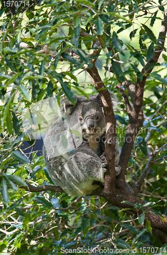 Image of australian koala in a tree