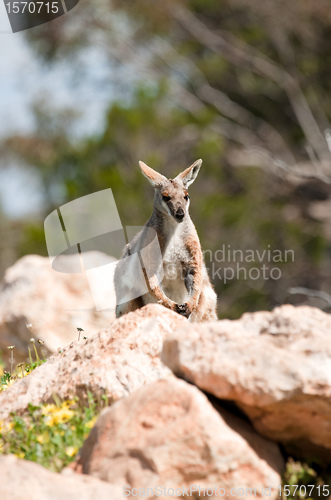 Image of yellow footed rock wallaby